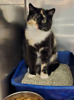Nala -  Domestic Short Hair Cat Available for Adoption in Burlington, Iowa - Nala | PetCurious