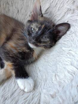 Domestic Short Hair Cats Available for Adoption in Hardeeville, South Carolina - Gloria | PetCurious