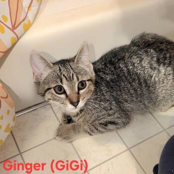 Domestic Short Hair Cats Available for Adoption in Green Bay, Wisconsin - Ginger | PetCurious