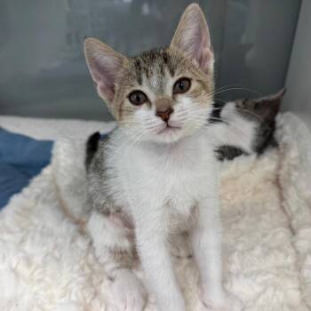 Dotty -  Domestic Short Hair Cat for Adoption in Jupiter, Florida - Dotty | PetCurious