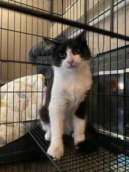 Rescue Domestic Short Hair Cats for Adoption in Lebec, California - Mishka | PetCurious