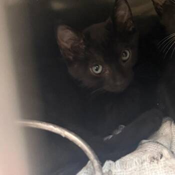 Taryn -  Domestic Short Hair Cat for Adoption in Columbus, Georgia - Taryn | PetCurious