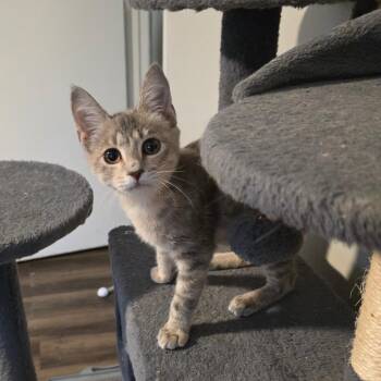 Peggy -  Domestic Short Hair Cat for Adoption in Fort Worth, Texas - Peggy | PetCurious