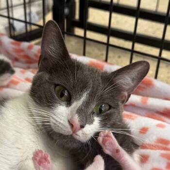 Rescue Domestic Short Hair Cats for Adoption in Oceanside, California - Lucky Kaylynn | PetCurious