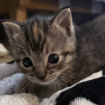Tori -  Domestic Short Hair Cat for Adoption in Bentonville, Arkansas - Tori | PetCurious