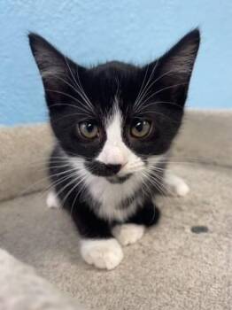Jolene -  Domestic Short Hair Cat for Adoption in Hollister, California - Jolene | PetCurious