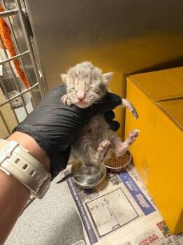 Chi -  Domestic Short Hair Cat for Adoption in Sevierville, Tennessee - Chi | PetCurious