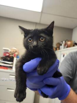DANA -  Domestic Short Hair Cat for Adoption in Burbank, California - DANA | PetCurious