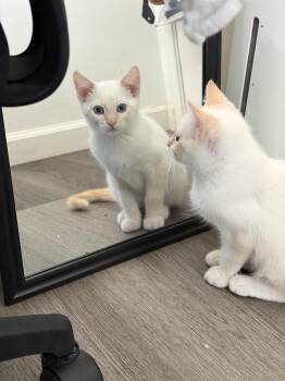 Vanilla Bean -  Domestic Short Hair Cat for Adoption in Davis, California - Vanilla Bean | PetCurious