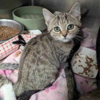 Blair -  Domestic Short Hair Cat for Adoption in Evansville, Indiana - Blair | PetCurious
