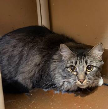 Mackie -  Domestic Long Hair Cat for Adoption in Ocala, Florida - Mackie | PetCurious