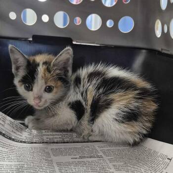 Eleanore -  Domestic Short Hair Cat for Adoption in Potomac, Maryland - Eleanore | PetCurious