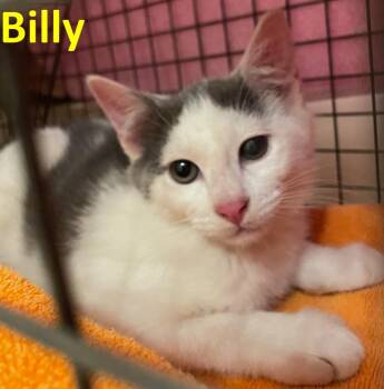 Rescue American Shorthair Cats for Adoption in Rochester, New York - Billy | PetCurious