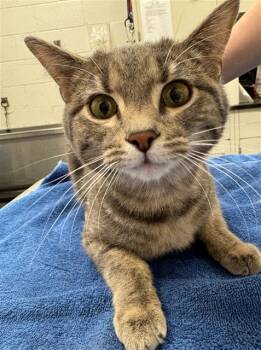 Domestic Short Hair Cats Available for Adoption in Peoria, Illinois - FRANCHESCA | PetCurious