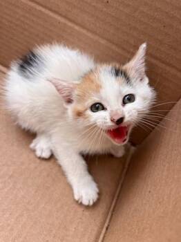Domestic Short Hair Cats Available for Adoption in Charlotte, North Carolina - MARY | PetCurious