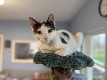 Domestic Short Hair Cats Available for Adoption in North Royalton, Ohio - Cosmo | PetCurious
