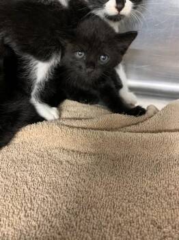 ONYX -  Domestic Short Hair Cat for Adoption in Grand Prairie, Texas - ONYX | PetCurious