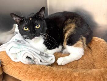 Luna -  Domestic Short Hair Cat for Adoption in Wantagh, New York - Luna | PetCurious