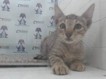 A599663 -  Domestic Short Hair Cat for Adoption in Orlando, Florida - A599663 | PetCurious