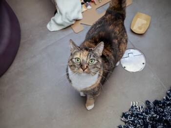 SWEET SALLY MAY -  Domestic Short Hair Cat for Adoption in Omaha, Nebraska - SWEET SALLY MAY | PetCurious
