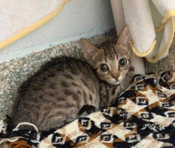 Moe -  Domestic Short Hair Cat for Adoption - Moe | PetCurious