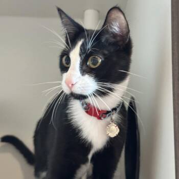 Jeffrey -  Domestic Short Hair Cat for Adoption in Matteson, Illinois - Jeffrey | PetCurious