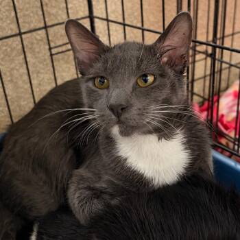 Domestic Short Hair Cats Available for Adoption - Little Spoon | PetCurious