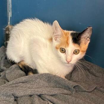 Goldfish -  Domestic Short Hair Cat for Adoption in Tulsa, Oklahoma - Goldfish | PetCurious