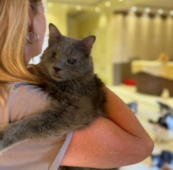 Rescue Russian Blue and Turkish Angora Cats for Adoption in Newmarket, Ontario - Shadow | PetCurious