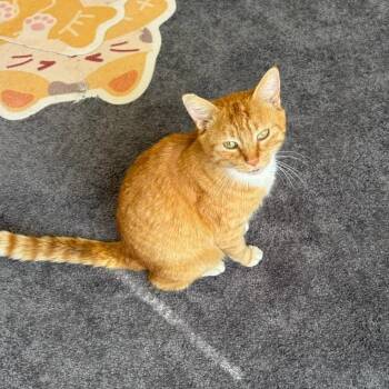 Domestic Medium Hair Cats Available for Adoption - Teddy | PetCurious