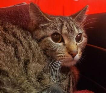 Domestic Short Hair Cats Available for Adoption in Kansas City, Missouri - Stripes | PetCurious