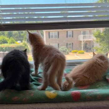 Leia -  Domestic Medium Hair Cat for Adoption in Parkersburg, West Virginia - Leia | PetCurious