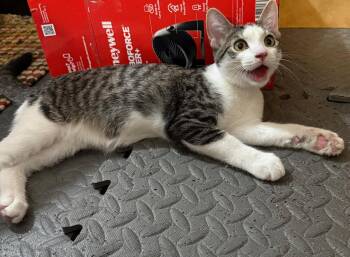 Rescue Domestic Short Hair Cats for Adoption in Kalamazoo, Michigan - Nux | PetCurious