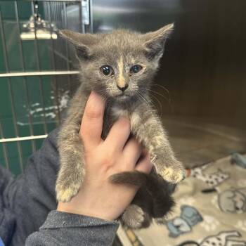 Kimba -  Domestic Short Hair Cat for Adoption in Parkersburg, West Virginia - Kimba | PetCurious