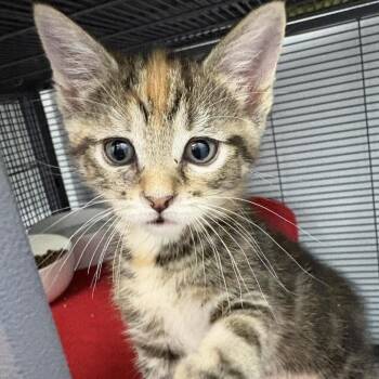 Pansy (26-5140) -  Domestic Short Hair Cat for Adoption in Fort Smith, Arkansas - Pansy (26-5140) | PetCurious