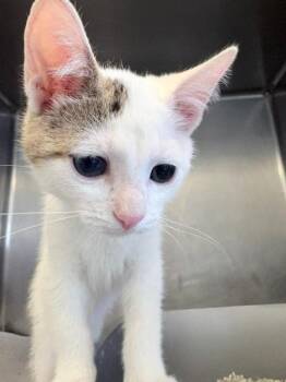 Smudge -  Domestic Short Hair Cat for Adoption in Ogdensburg, New York - Smudge | PetCurious