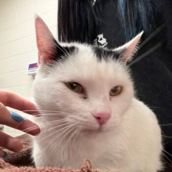 Sauerkraut -  Domestic Short Hair Cat for Adoption in Murray, Utah - Sauerkraut | PetCurious