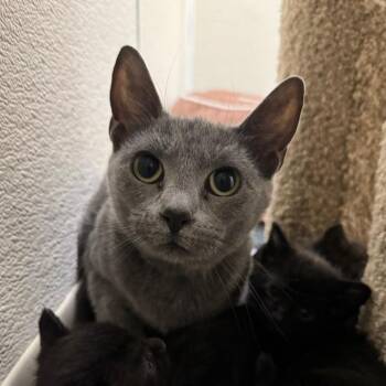 Domestic Short Hair Cats Available for Adoption - Punctuation | PetCurious