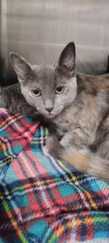 Domestic Short Hair Cats Available for Adoption - PATCHES | PetCurious