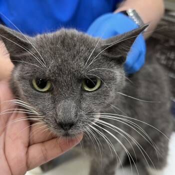 Alice -  Domestic Short Hair Cat for Adoption in Galveston, Texas - Alice | PetCurious