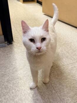 Domestic Short Hair Cats Available for Adoption in Albuquerque, New Mexico - Malachi | PetCurious