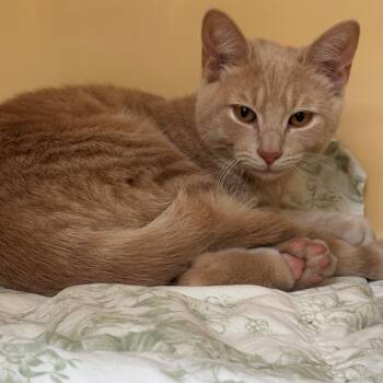 Big Ed Hurley -  Domestic Short Hair Cat for Adoption in East Hanover, New Jersey - Big Ed Hurley | PetCurious