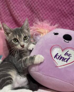 Crystal Blue -  American Shorthair Cat for Adoption in Homestead, Florida - Crystal Blue | PetCurious