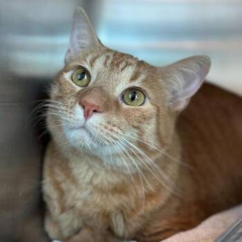 Jeffery -  Domestic Short Hair Cat for Adoption in Matteson, Illinois - Jeffery | PetCurious