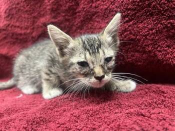 RAMONA - NEEDS A FOSTER -  Domestic Short Hair Cat for Adoption in Ontario, California - RAMONA - NEEDS A FOSTER | PetCurious