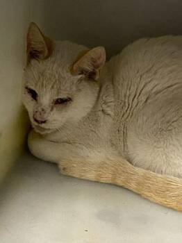 Siamese and Domestic Short Hair Cats Available for Adoption in Daytona Beach, Florida - Sid | PetCurious