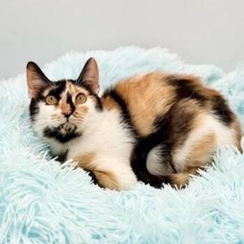 Calico Cats Available for Adoption - Sofia Isella | PetCurious