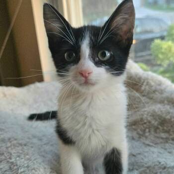 Ratherford -  Domestic Short Hair Cat for Adoption in Saint Charles, Missouri - Ratherford | PetCurious