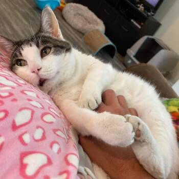 Rescue Domestic Short Hair Cats for Adoption in Union, Missouri - Egg | PetCurious