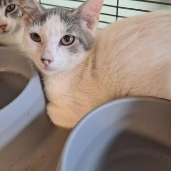 Cupcake -  Domestic Short Hair Cat for Adoption in Madill, Oklahoma - Cupcake | PetCurious
